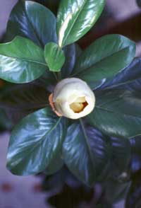 Magnolia bud off the balcony.