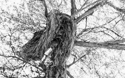 Tree on the walk to work.