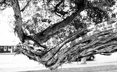 Tree on the walk to work.