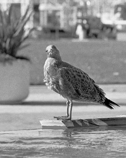 Jack London Square