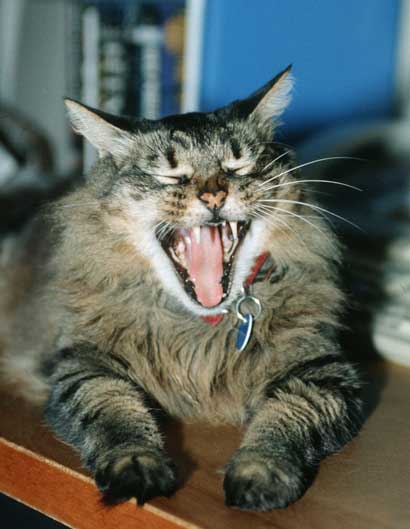 Mr. Wuss in better times