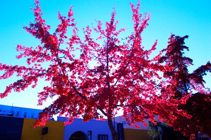 From the Berkeley campus