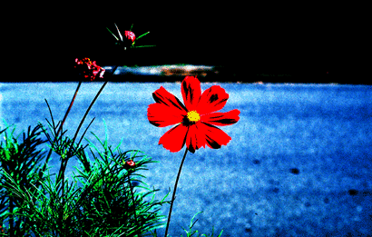 A flower in Oakland