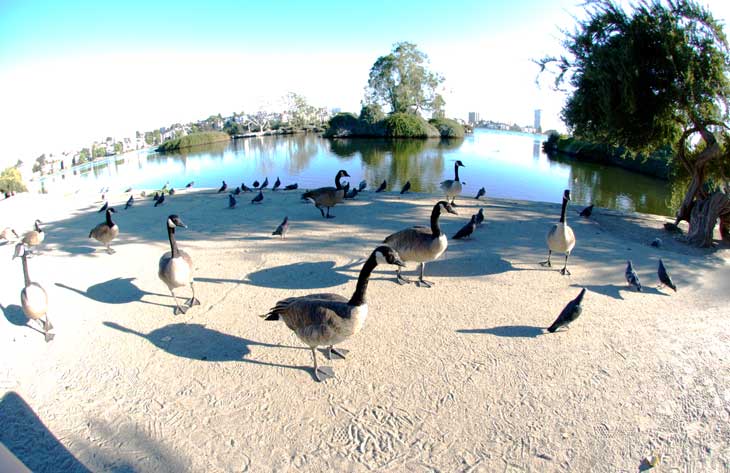 Lake Merritt, Oakland